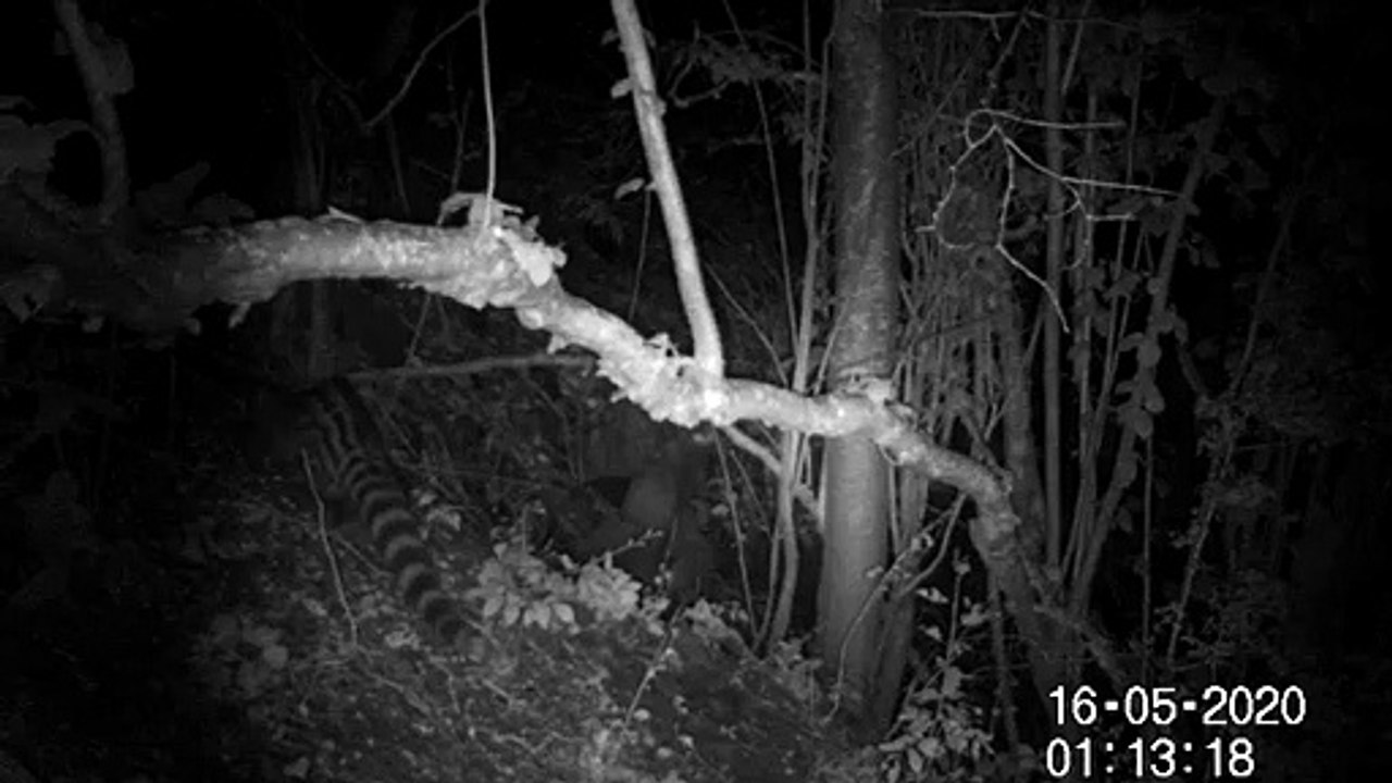 Vidéo genette dans le Champsaur - mai 2020