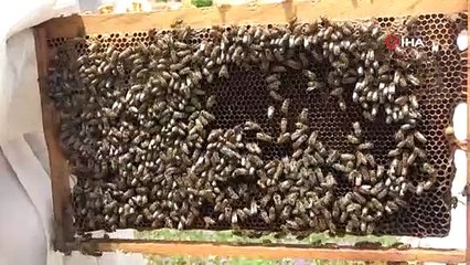 Bankacılığı bırakıp "arıcılık" yapmaya başladı