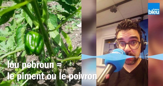 Dites-le en marseillais : Des pébrons partout !