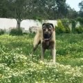 KARABAS KOCA KAFA ANADOLU COBAN KOPEGİ - BLACK HEAD ANATOLiAN SHEPHERD DOG