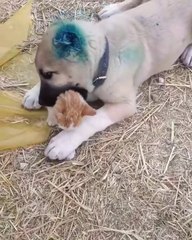 KEDi VS ANADOLU COBAN KOPEGi - CAT VS ANATOLiAN SHEPHERD DOG