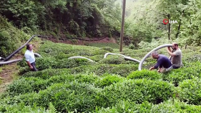 Kurduğu devrim niteliğindeki sistemle çay toplamak artık daha kolay