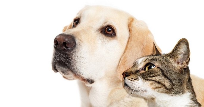 Chats empoisonnés, chiots jetés par la fenêtre... 9 500 actes de cruauté sur des animaux ont été recensés en un an