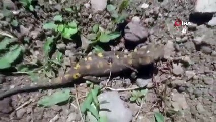 -  Tunceli'de benekli Anadolu semenderleri görüntülendi