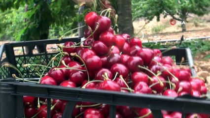 Organik kiraz yetiştiricilerinin çifte mutluluğu