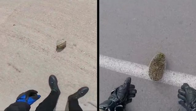 Motorcyclists Make Pit Stops To Rescue Animals On The Road