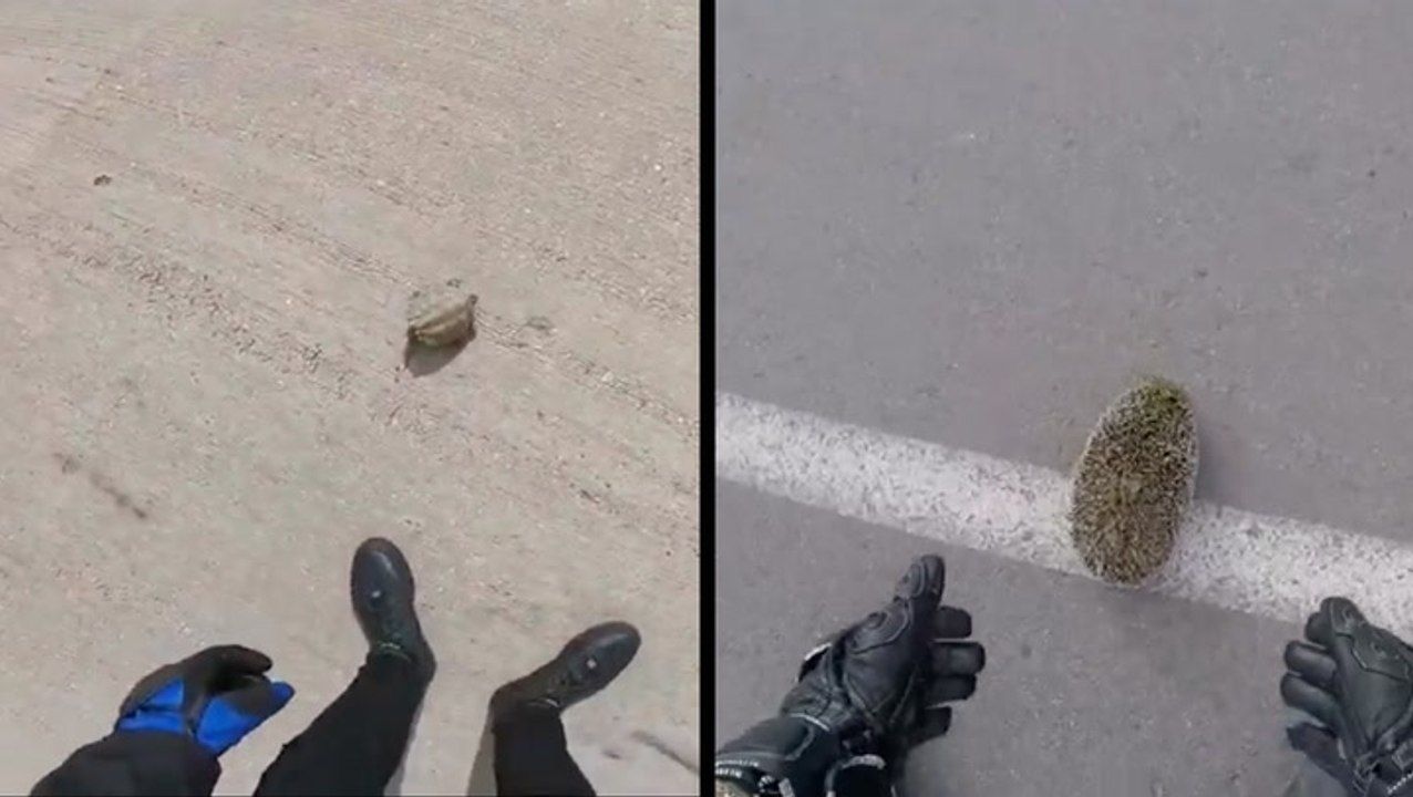 Motorcyclists Make Pit Stops To Rescue Animals On The Road