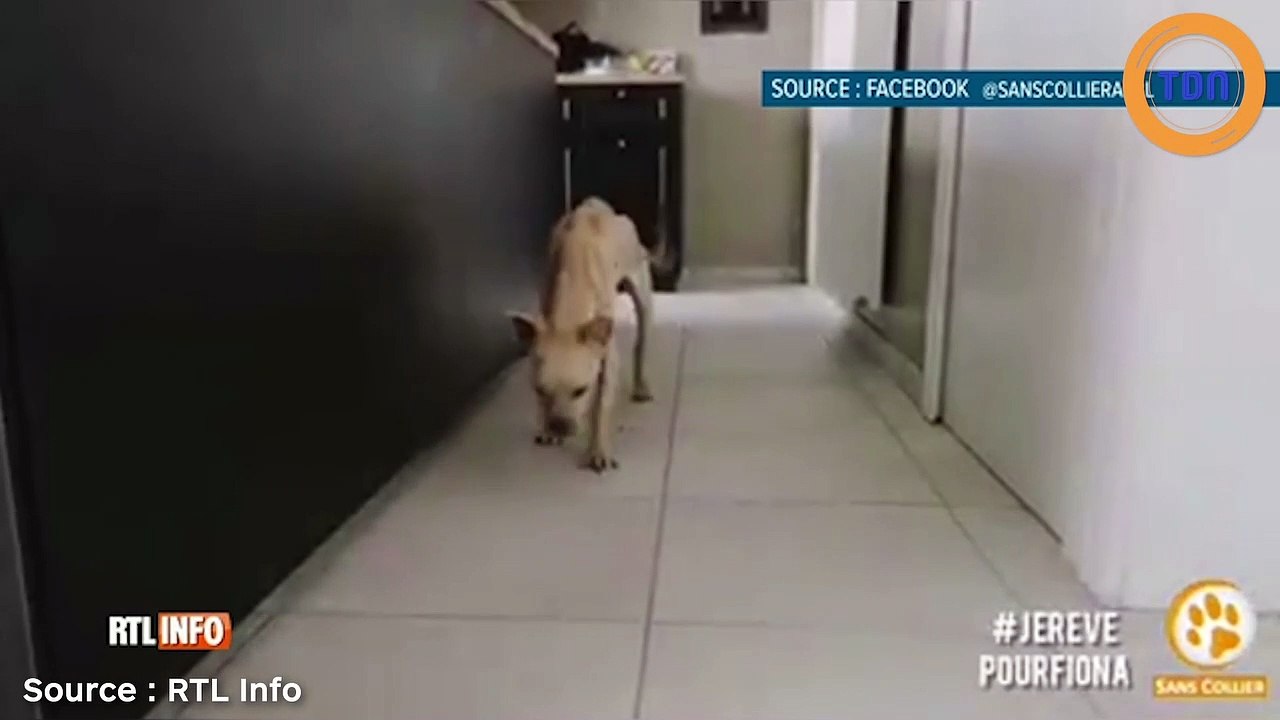 Fiona, cette chienne qui agonisait à Wavre, remarche à nouveau