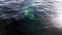 Close Encounter With Southern Right Whales