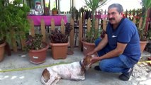 Son dakika: Kredi çekip yaralı köpeği tedavi ettirdi | Video