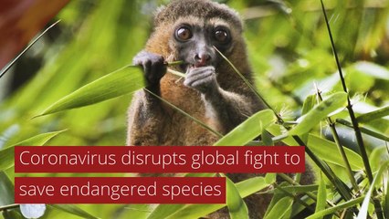 Coronavirus disrupts global fight to save endangered species, and other top stories from June 09, 2020.