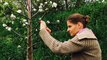 Les « Guérilla greffeurs » greffent secrètement des branches fruitières sur les arbres stériles des villes pour lutter contre la malnutrition