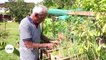 Martinique : Le jardin créole