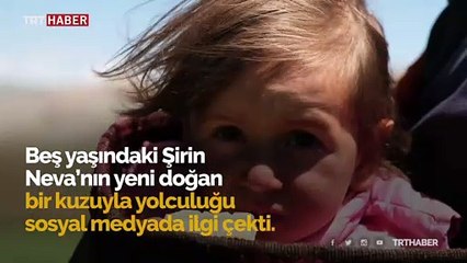 Minik Şirin'in kuzuyla yolculuğu