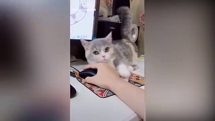 Funny Animals Compilation 2020 || Try not LAUGH CHALLENGE 2020