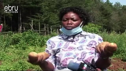 Prices Of Potatoes Have Dropped By 20% Due To Closure Of Hotels