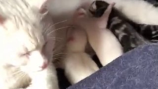 Newborn baby kittens fighting for milk Best family 2020 Ninja famous cat and Angel I love my cat