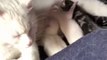 Newborn baby kittens fighting for milk Best family 2020 Ninja famous cat and Angel I love my cat
