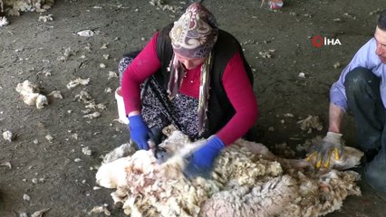 Havaların ısınmasıyla besicilerin koyun kırkma telaşı başladı