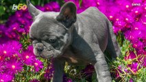 You Won’t Believe How Much These Adorable French Bulldog Puppies Cost!