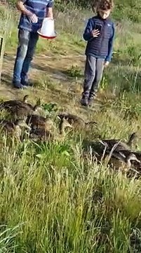 A Bassetlaw family has released 10 ducklings whose mother was killed by a car back into the wild after caring for them for two months