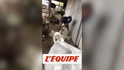 Cavani tond un mouton - Foot - WTF