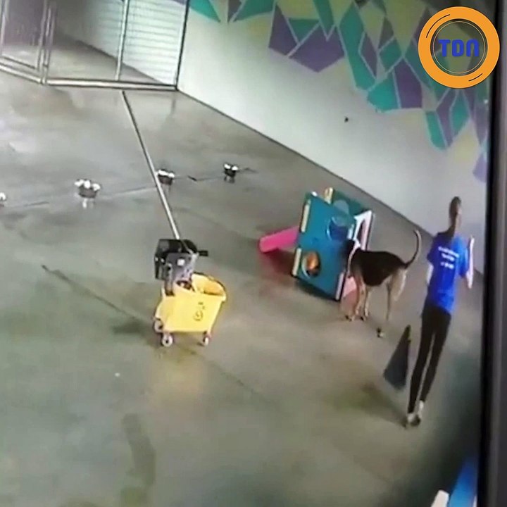 Ce chien a bien choisi l’endroit pour faire ses besoins !