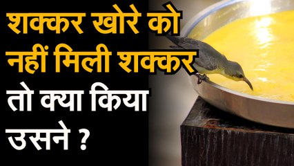 शक्करखोरे को शक्कर मिल ही जाती है