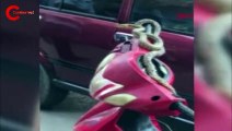 Motosiklet üzerindeki yılanı omzuna alıp, poz verdi