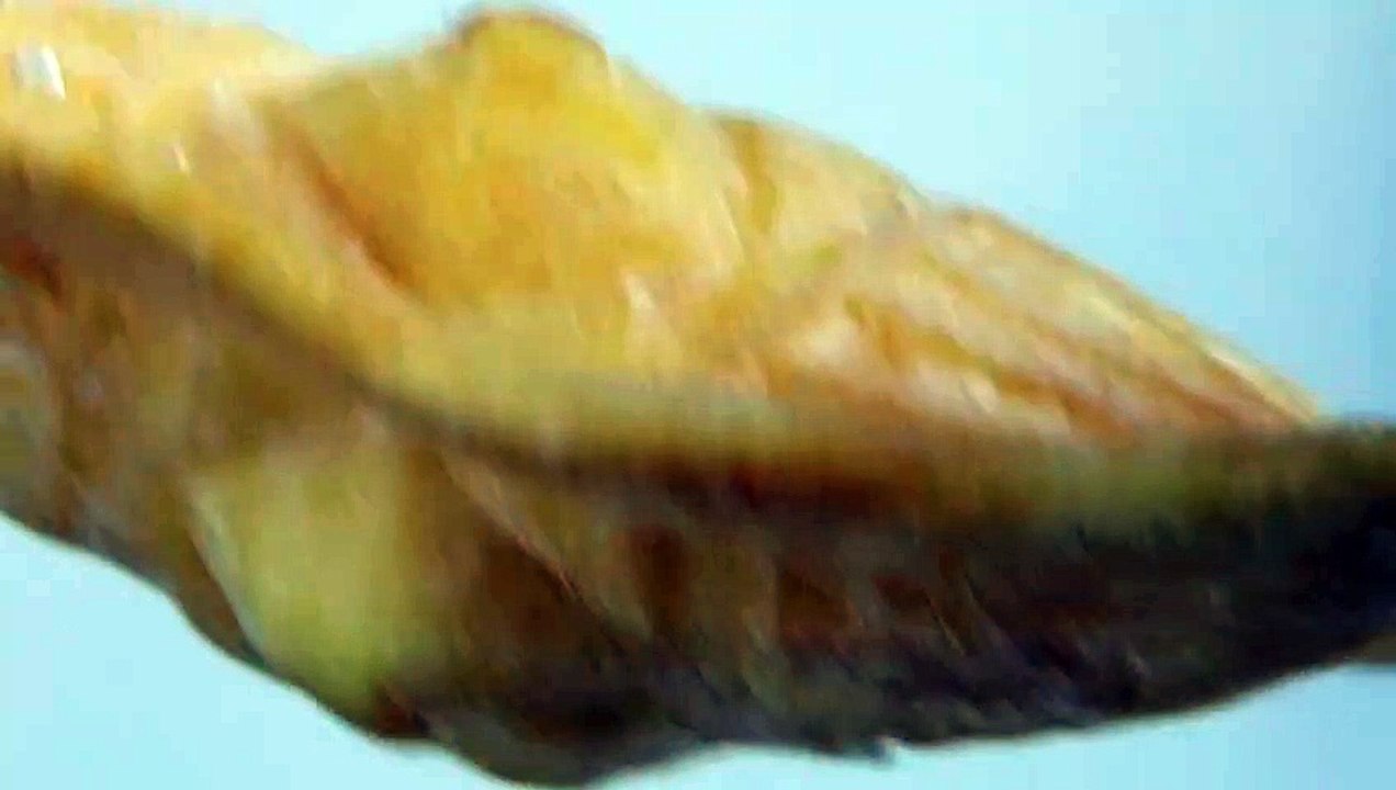 Die Seele der Wurst – Käse