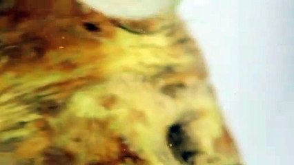 Die Seele der Wurst – Meerrettich