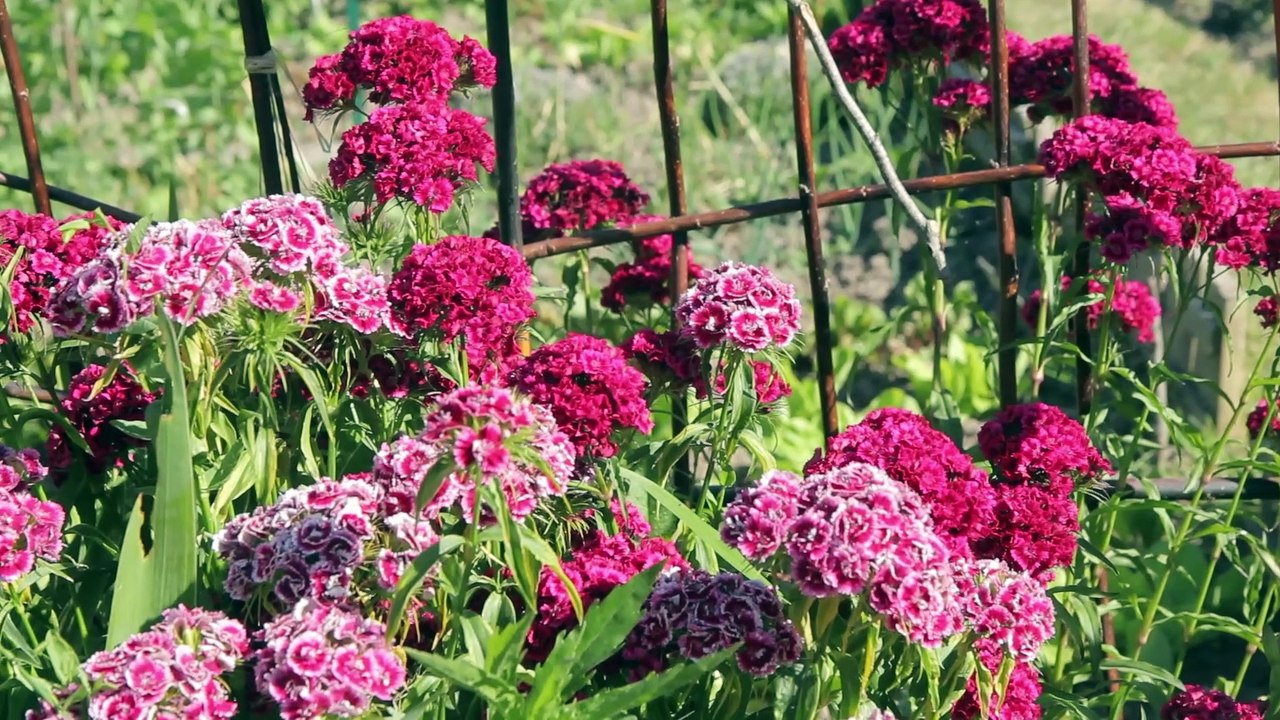 Histoires de plantes "Des hommes et des plantes" - épisode 2 - Vidéo Dailymotion