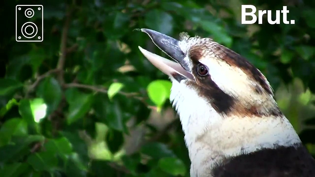 Souvent utilisé comme son d'ambiance dans des films, voici le cri du petit Kookaburra rieur