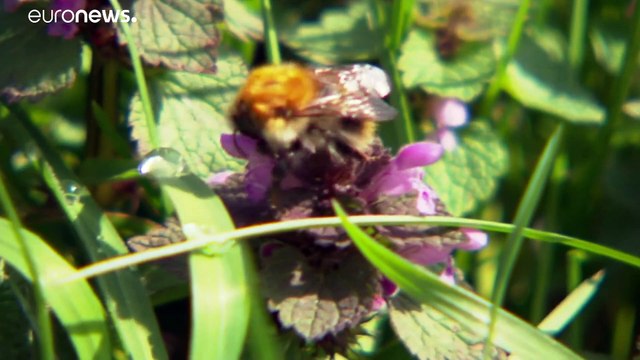 El 75% de los insectos voladores ha desaparecido en algunas zonas de Alemania