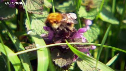 El 75% de los insectos voladores ha desaparecido en algunas zonas de Alemania