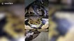 Wild python tamed by being fed raw chickens