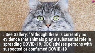 CDC says pets not a major factor in COVID-19 spread — here's what you need to know