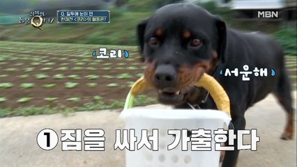 칭찬에 목마른 천재견 코리, 가출하다?!