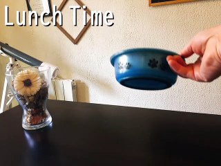 Cat's magic