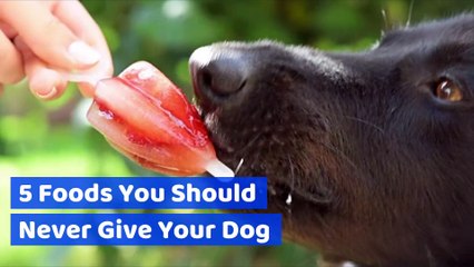 what foods should you never give a dog