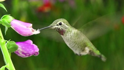 3 Things You Didn’t Know About Hummingbirds