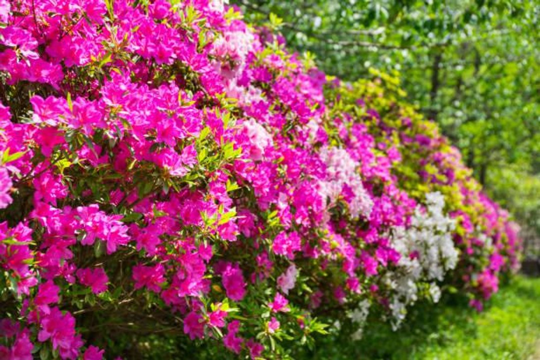 7 Deadly Azalea Mistakes You Should Avoid