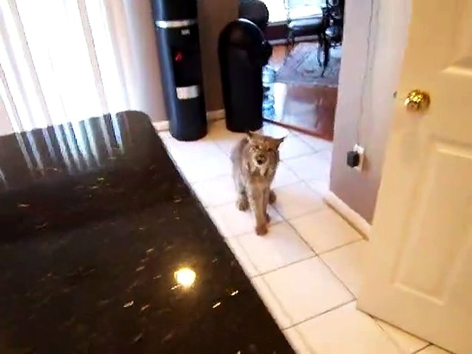 Avoir un lynx de compagnie c'est parfois terrif...