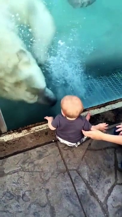 Cet ours polaire veut croquer le bébé... Gourmand