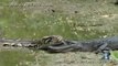 Un python vient se poser sur un crocodile... Du jamais vu