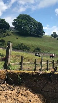 Ce cheval a trouvé beaucoup plus fun que le galop... La glissade