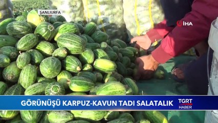 Görünüşü Karpuz-Kavun Tadı Salatalık