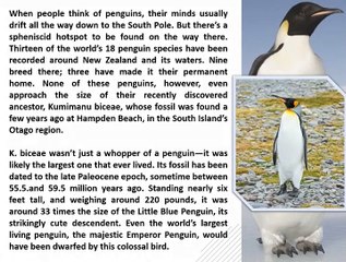 A Six-Foot, 220-Pound Penguin Once Lived in New Zealand