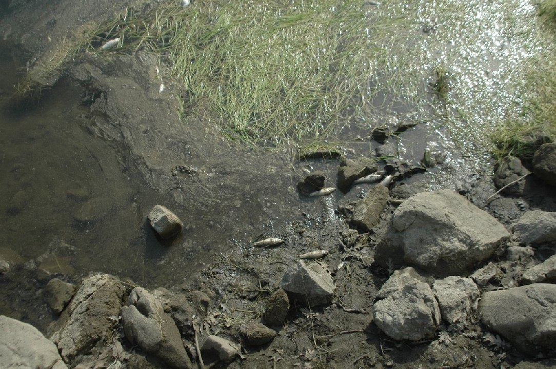 Andırın'da toplu balık ölümleri endişe yarattı