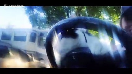 Cool cat in California patrols its neighborhood from the driver's seat